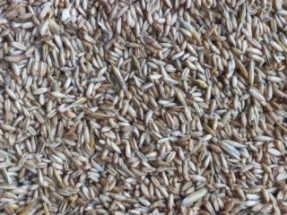 I have approximately 5 tons of hullless oats for