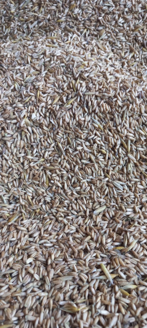 I have approximately 5 tons of hullless oats for sale