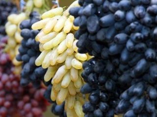 fresh grapes export from Uzbekistan Rizamat, Kishmish Kora, Khusaine,