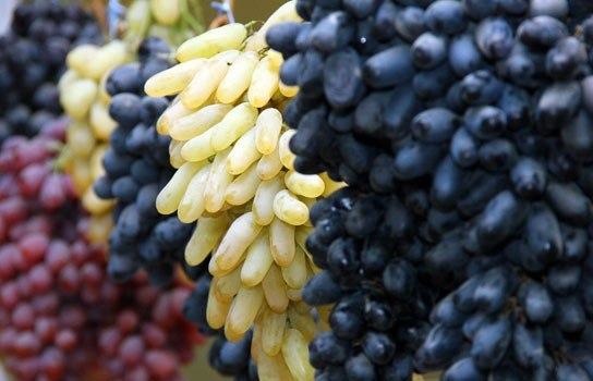fresh grapes export from Uzbekistan Rizamat, Kishmish Kora, Khusaine, and Mercedes, Lady's Finger, Pinot Noir, Rkatsiteli, Saperavi, and Bayan-Shirey
