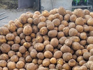 I will sell edible potatoes straight from the field,