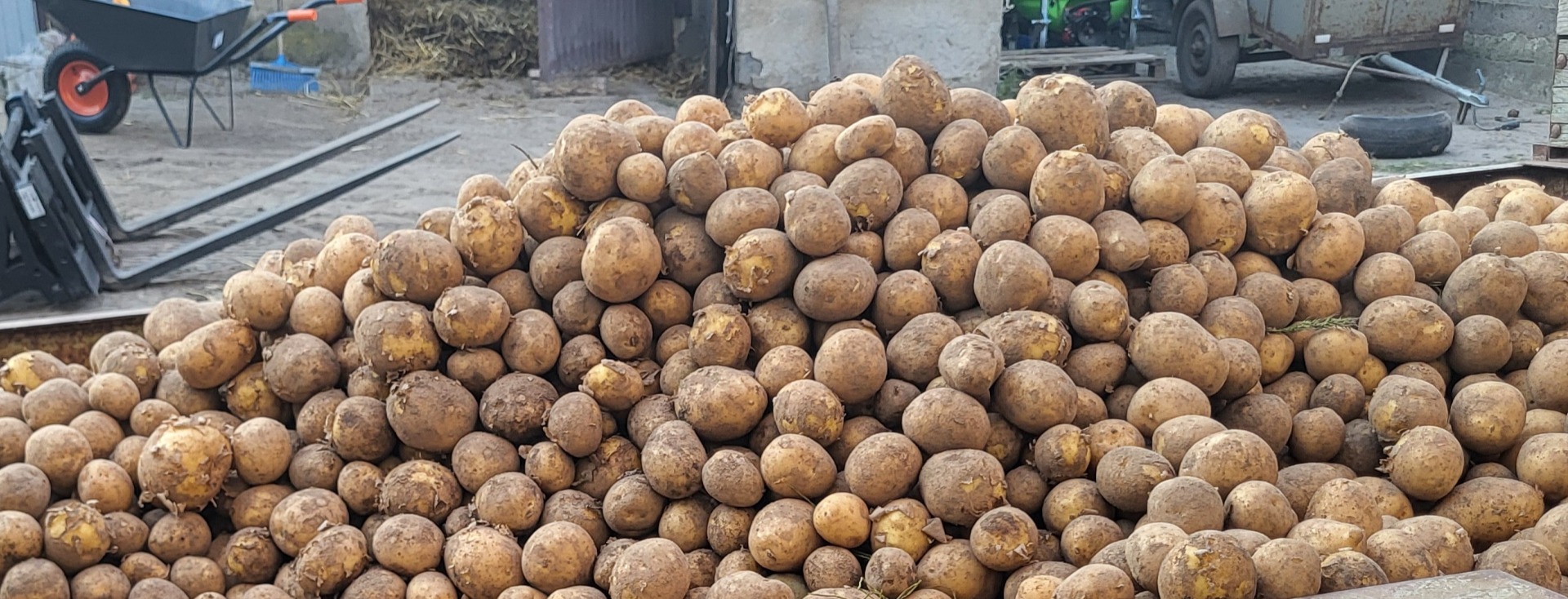 I will sell edible potatoes straight from the field, varieties: - gala - vinieta - lili