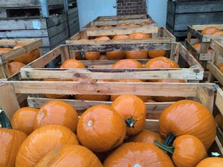 Halloween pumpkin, Gladiator / Racer / Maya variety. 6-13