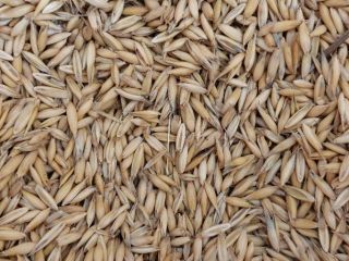 We are selling approximately 60 tons of oats from
