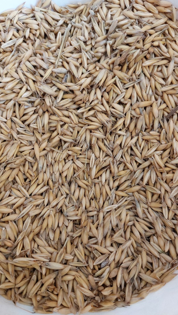 We are selling approximately 60 tons of oats from the 2025 harvest for pickup