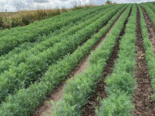 I will sell green dill by the kilogram, cut