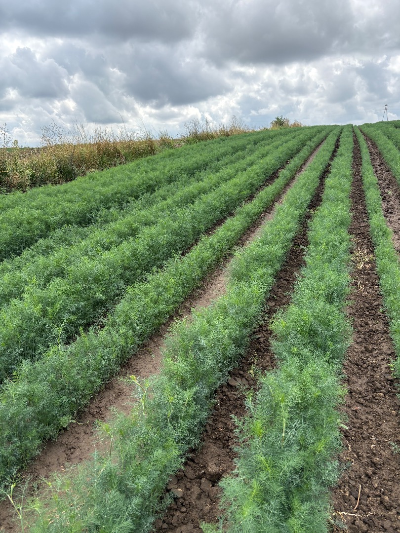 I will sell green dill by the kilogram, cut to order, large quantities, price to be agreed or