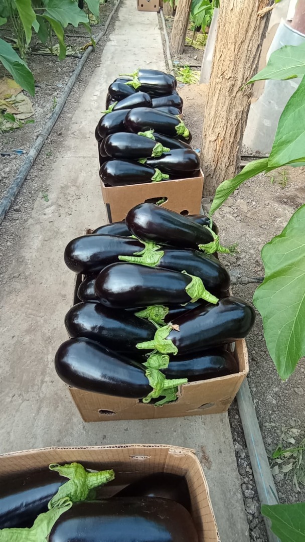 The Romanian company CIOCAN FLOPAT PROMARK SRL, with years of experience in the market, offers eggplants for sale