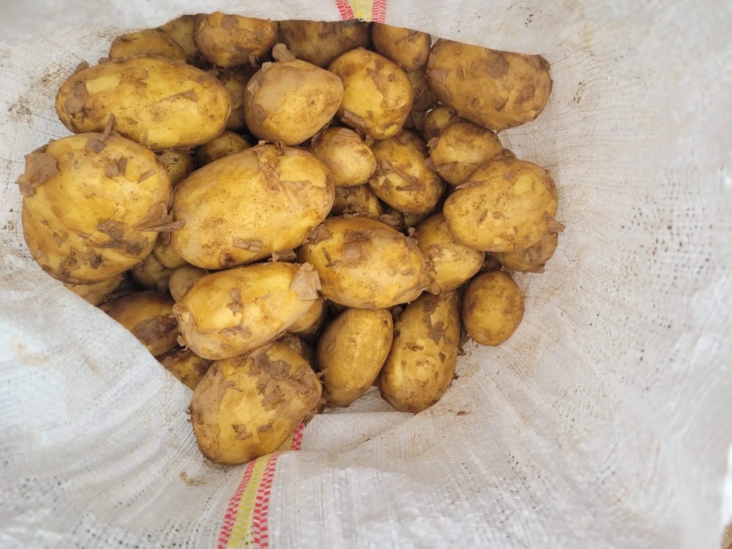 The Romanian company CIOCAN FLOPAT PROMARK SRL, with years of experience in the market, offers potatoes for sale