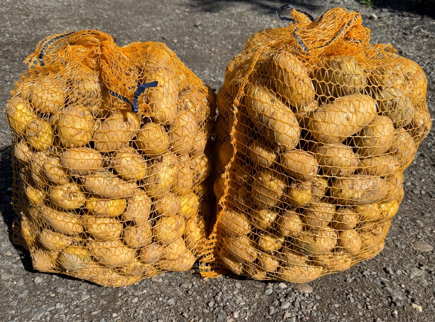 I will sell Soraya edible potatoes packed in big bags or in 15 kg bags