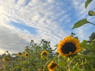 Beautiful, healthy sunflowers for sale. Available in any quantity.