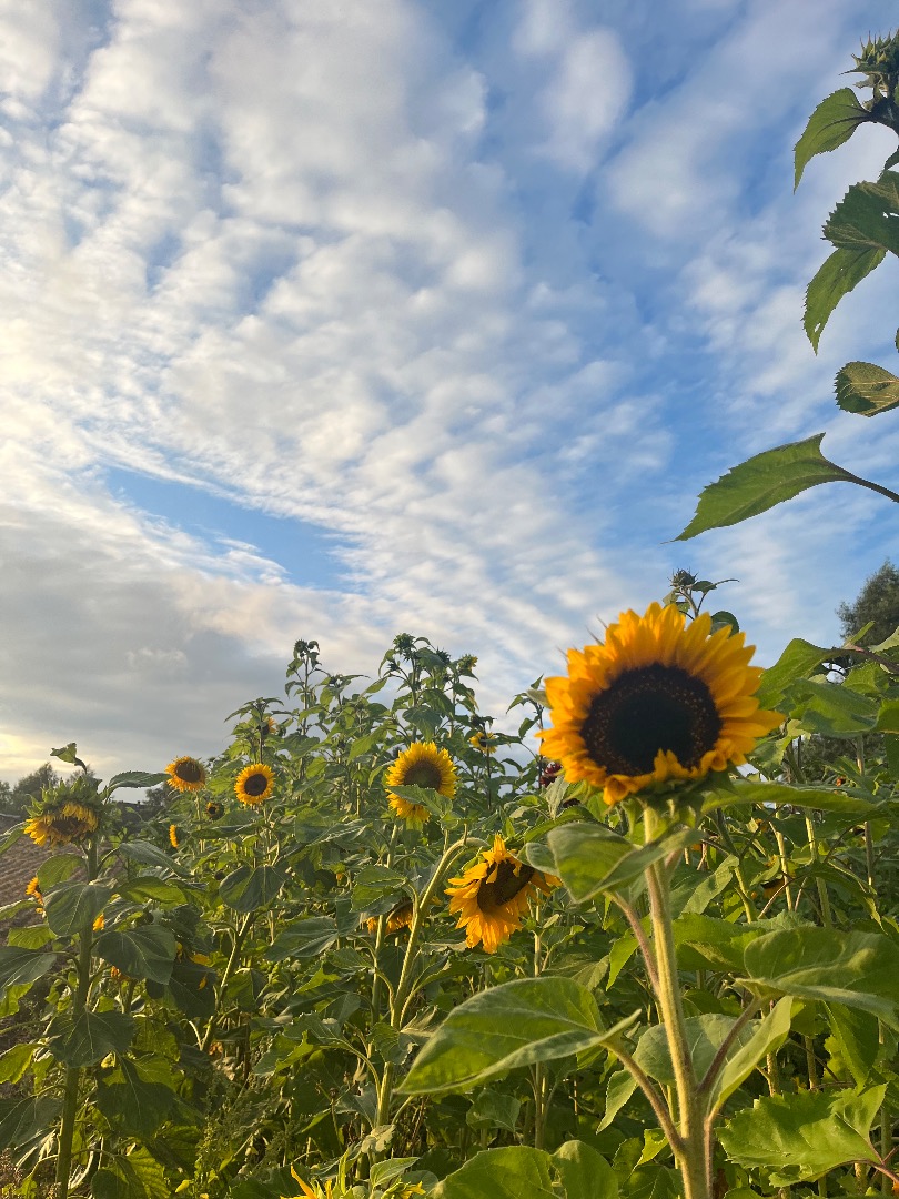 Beautiful, healthy sunflowers for sale