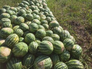 Local producer, selling watermelons directly from the field, large