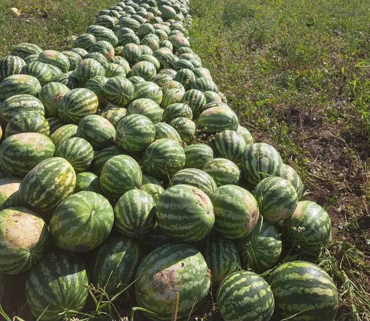 Local producer, selling watermelons directly from the field, large quantity