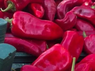 Fresh fruits and vegetables directly from Turkish producers –