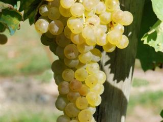 I'm selling certified Frascati DOC Malvasia and Trebbiano white
