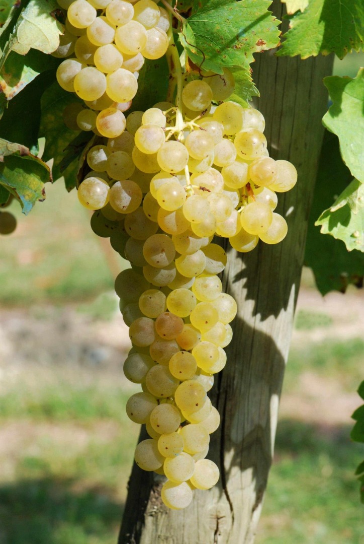 I'm selling certified Frascati DOC Malvasia and Trebbiano white wine grapes, grown in rows, without pesticides or herbicides