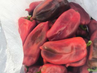 We offer red pepper, variety "Elephant Ear", unlimited quantity.