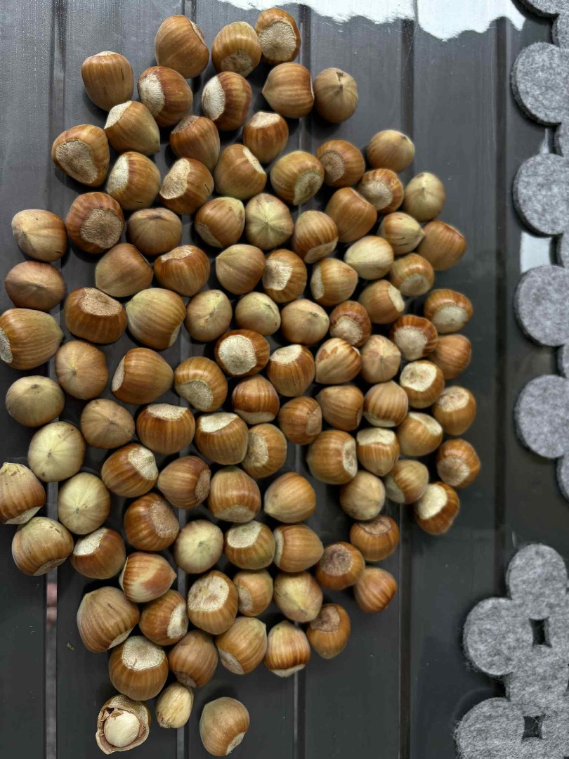I'm selling hazelnuts of the Catalan, Barcelona, and Cosford varieties