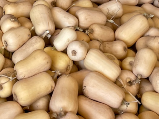 zucche butternut . top quality sending everywhere