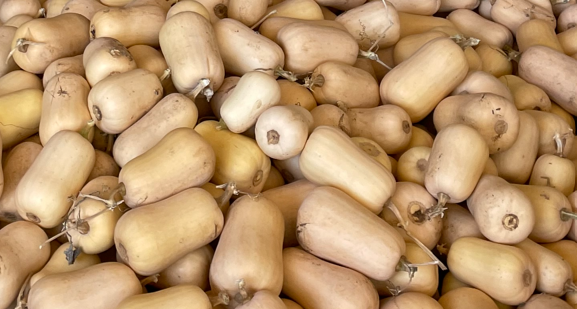 zucche butternut
