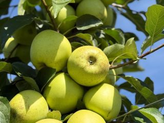 Quality 1 apples, red delicious and golden delicious, large