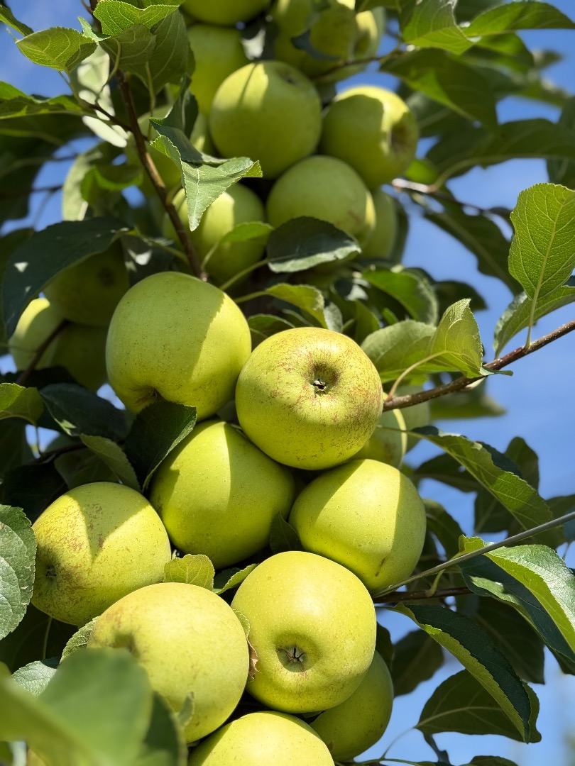 Quality 1 apples, red delicious and golden delicious, large size, large quantities