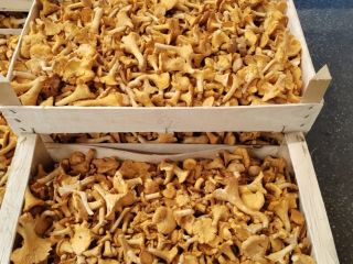 Wild mushrooms, chanterelles, and porcini mushrooms. Selling fresh and