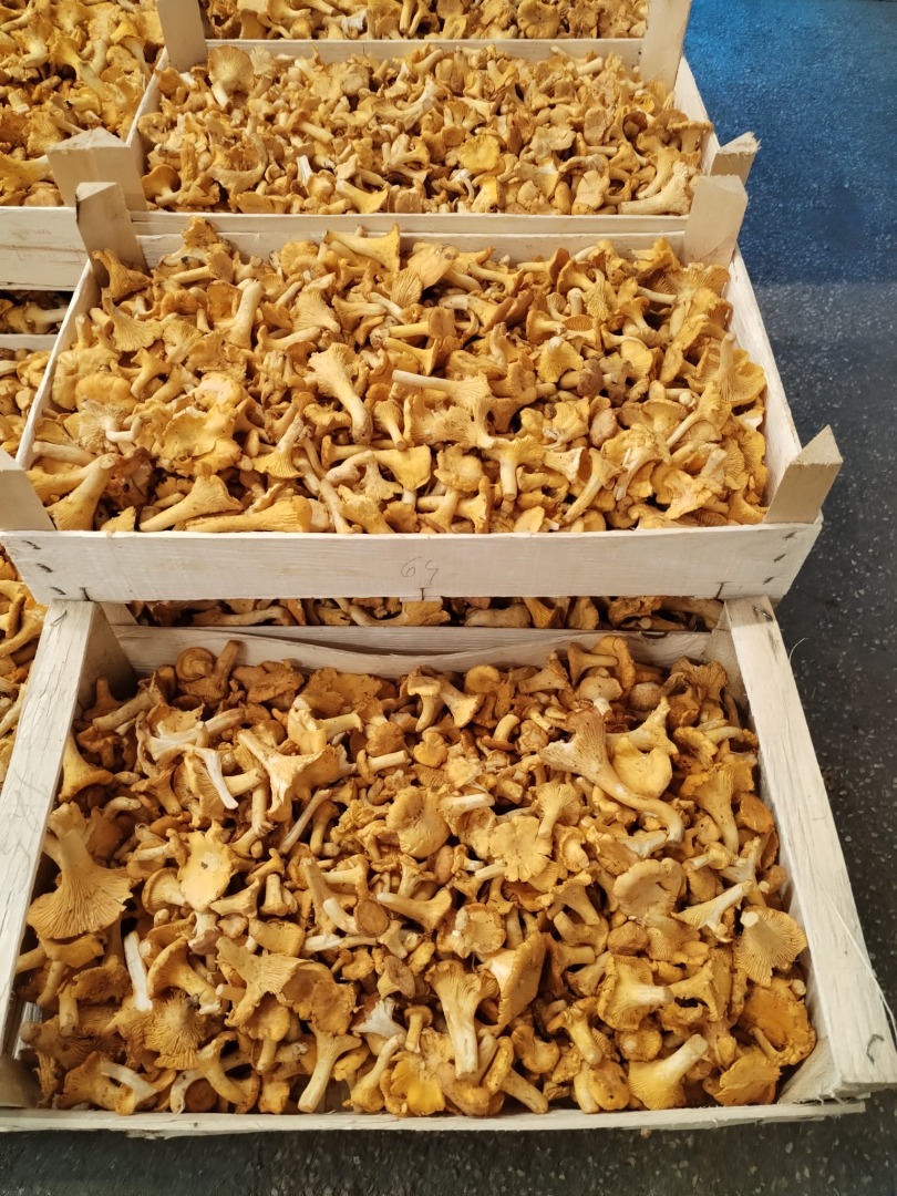 Wild mushrooms, chanterelles, and porcini mushrooms