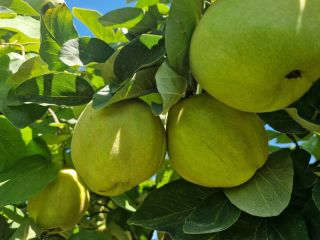 FIA GOGOT FRUIT , ADUCE PE PIATA UN NOU
