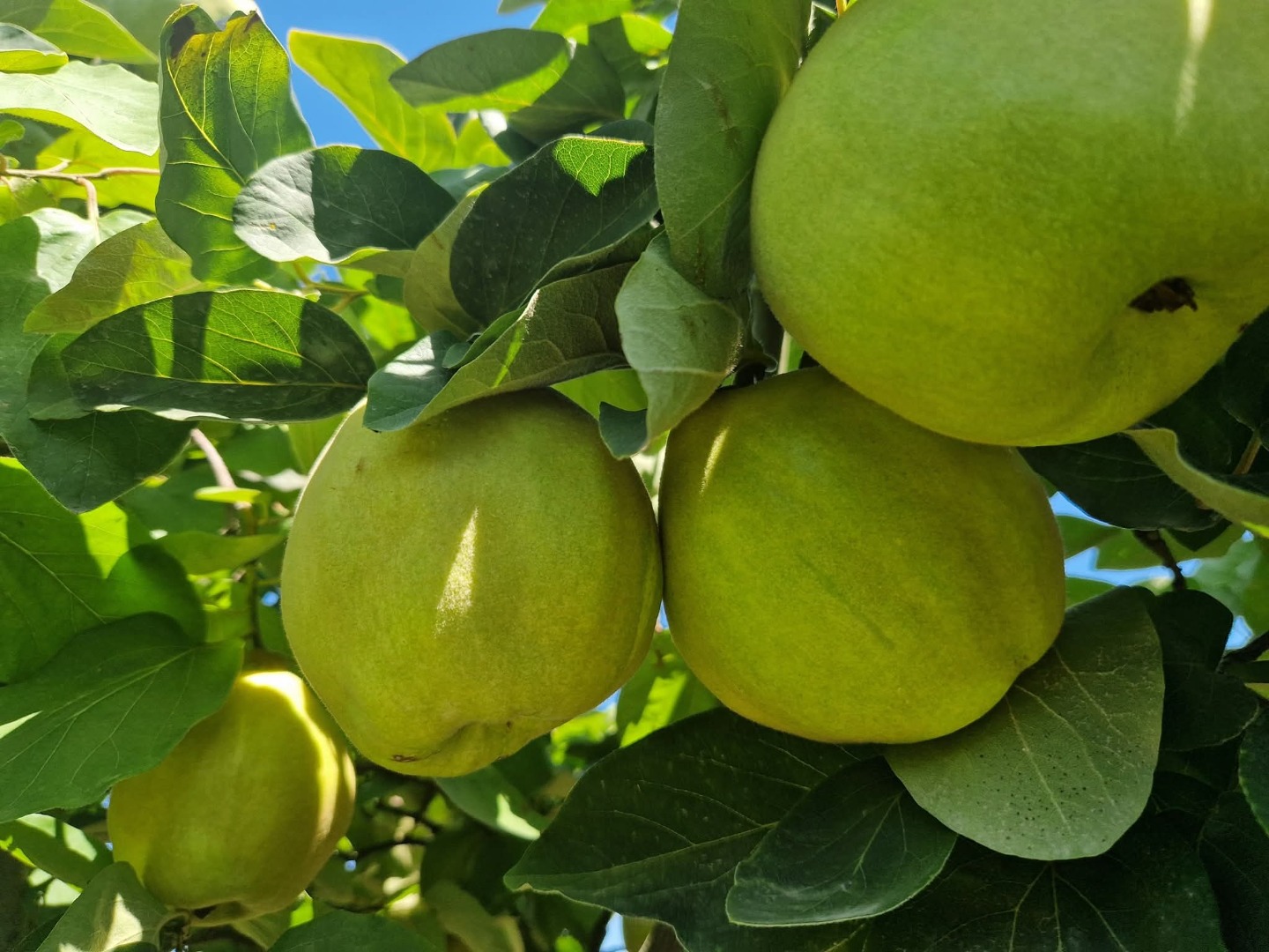 FIA GOGOT FRUIT , ADUCE PE PIATA UN NOU FRUCT DE SELECTIE SI CALITATE ,,GUTUIA,, LA PRET DE PRODUCATOR SI CALITATE SUPERIOARA COMFORM STANDARDELOR EUROPENE