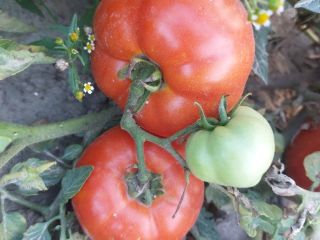 I'm selling industrial tomatoes of the Brixton, Miceno, Fabelix,
