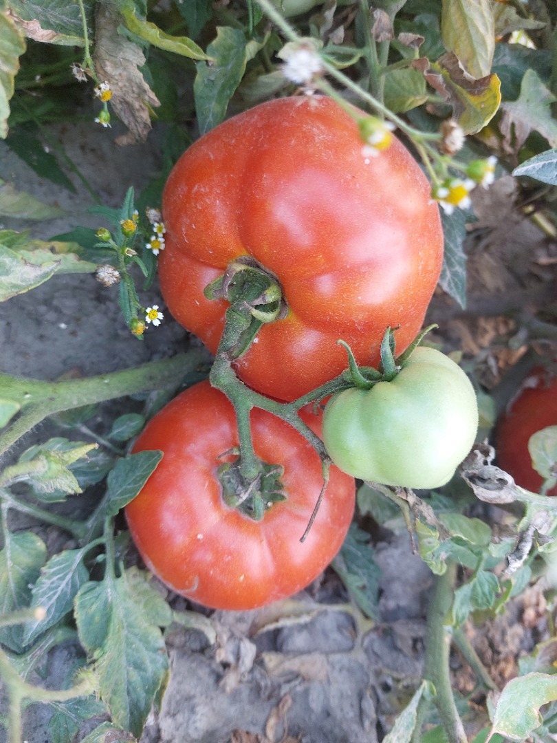 I'm selling industrial tomatoes of the Brixton, Miceno, Fabelix, and round Bobcat varieties