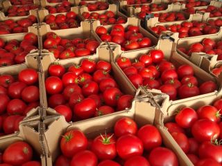 Greenhouse spring hakumaru. 6 pallets of 80 packs.