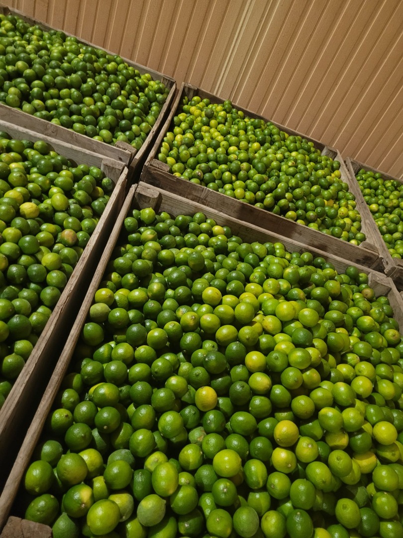 Product: Lime, Category II Sizes: 36, 42, 48, 54, 60, and 63 Available volume: 20 tons Price: To be discussed