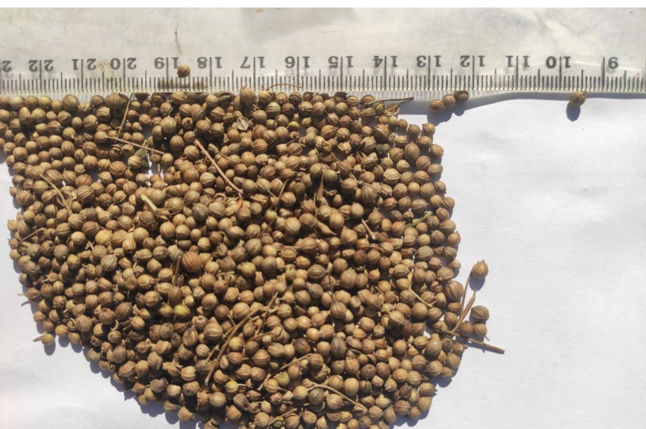 Good day! Our company is engaged in the export of grain crops from Ukraine