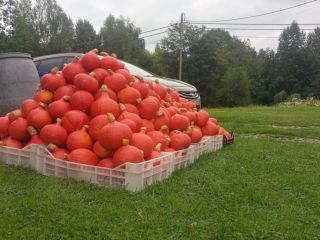 I have a freshly harvested Hokkaido pumpkin for sale,
