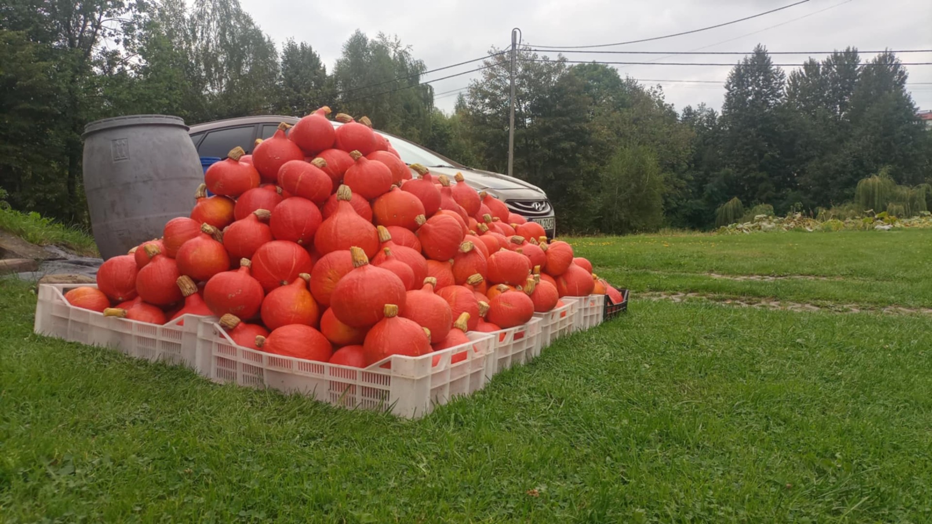 I have a freshly harvested Hokkaido pumpkin for sale, from my own farm