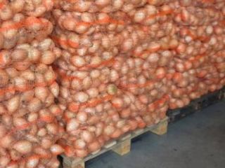 I'm selling onions in hard skins. 4.5+ caliber. We