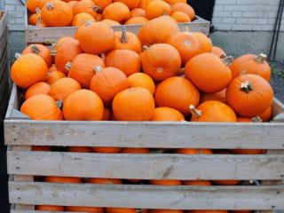 Hello. I'm selling Halloween pumpkins, ranging from 1-3kg to