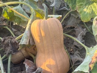 I sell Matilda variety pumpkin, own production, 2025. •