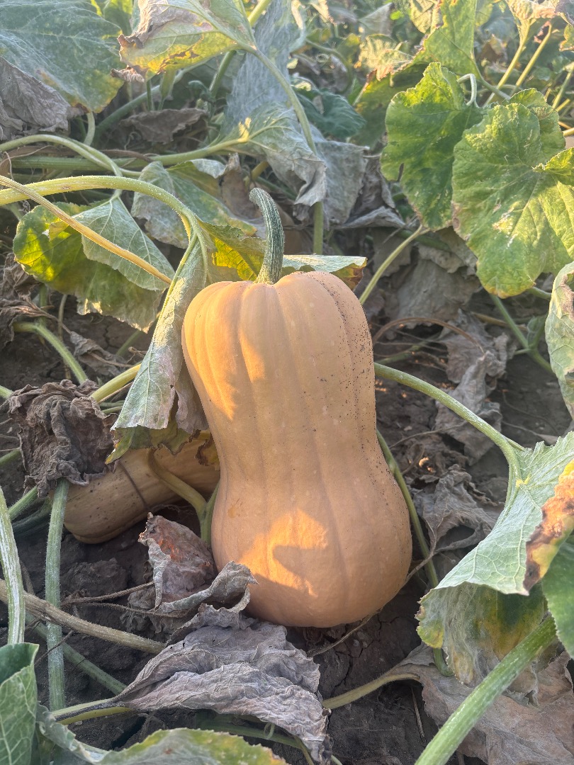 I sell Matilda variety pumpkin, own production, 2025