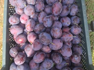 I'm selling semi-ripe Prezident plums in various sizes. I