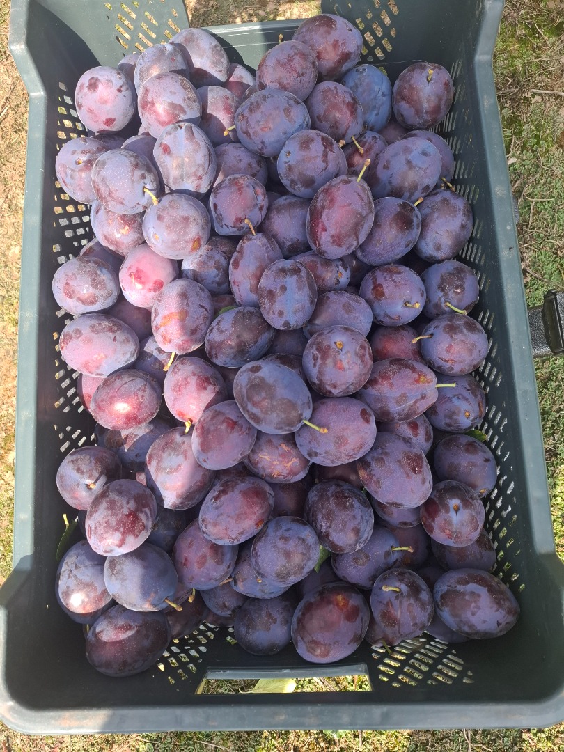 I'm selling semi-ripe Prezident plums in various sizes