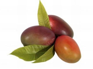 Organic mangoes grown on Granada's Tropical Coast in a