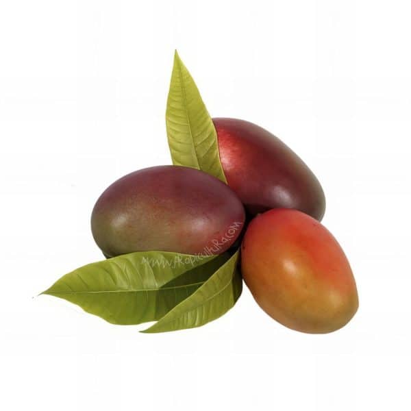Organic mangoes grown on Granada's Tropical Coast in a sustainable manner that respects the environment and plant health