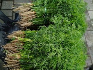 Fresh dill in bunches. You're welcome.