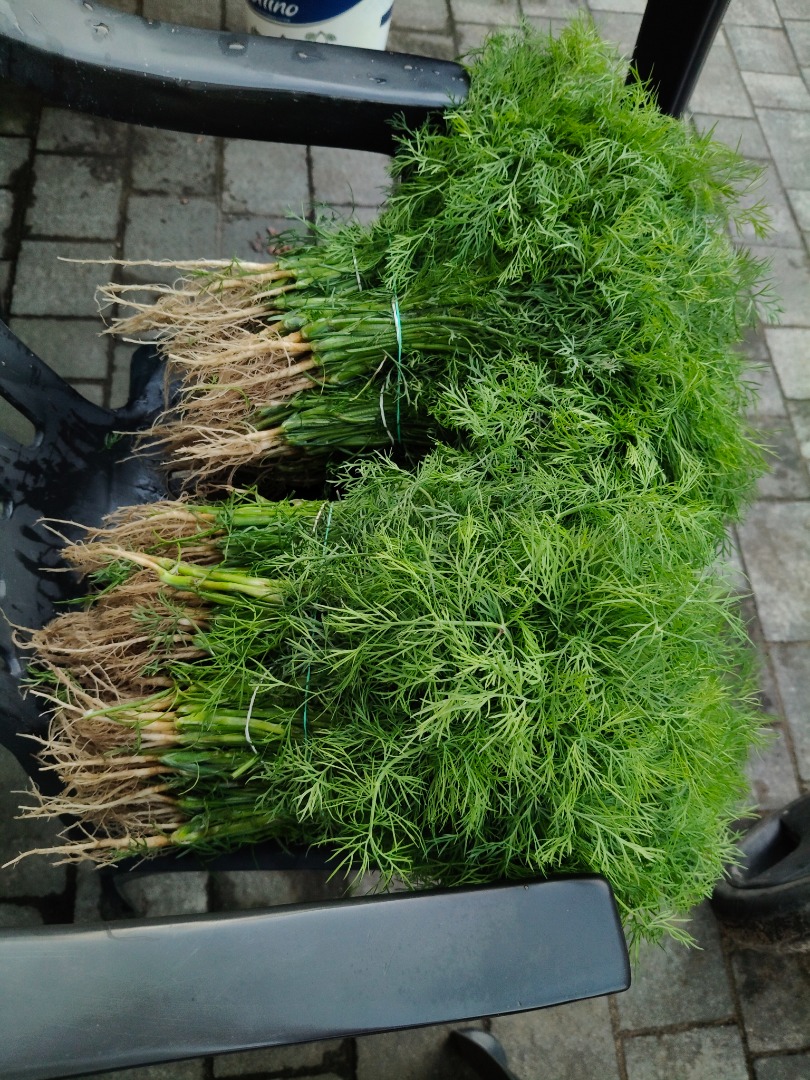 Fresh dill in bunches