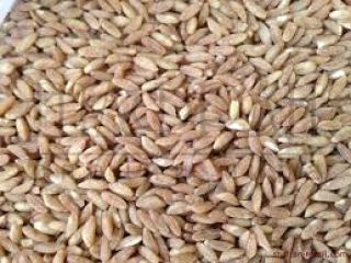 We grow organic , bio-biosuisse certified crops and oil