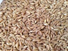 We grow organic , bio-biosuisse certified crops and oil seeds in Hungary Karcag region